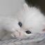 ♥҉♥Котеночек♥҉♥